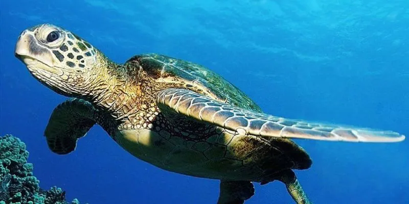 Điềm báo những ý nghĩa xoay quanh đến việc mơ thấy con rùa mới nhất