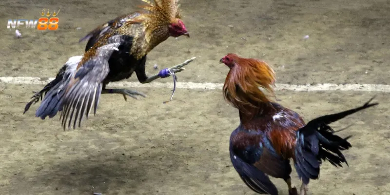 Những ưu điểm nổi trội của đá gà Campuchia online