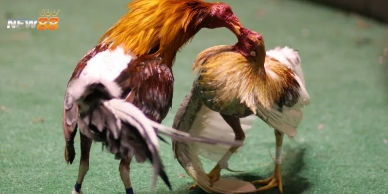 Kinh nghiệm chơi đá gà Campuchia online để thắng đậm