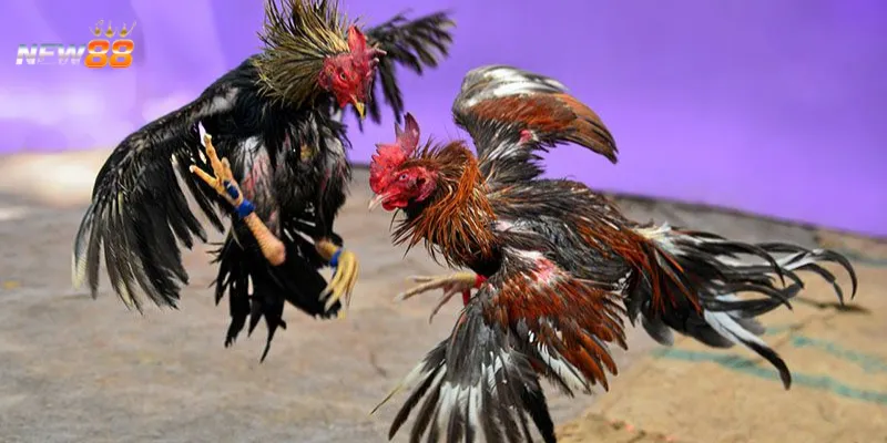 Tìm hiểu luật chơi và quy tắc đá gà nòi Việt Nam