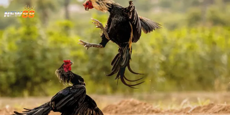 Bí quyết cá cược đá gà nòi Việt Nam hiệu quả