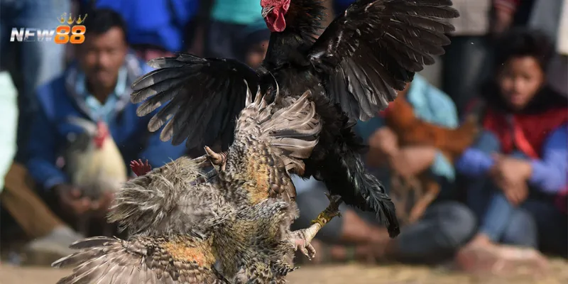 Các dạng cược đá gà siêu hạng thú vị tại New88