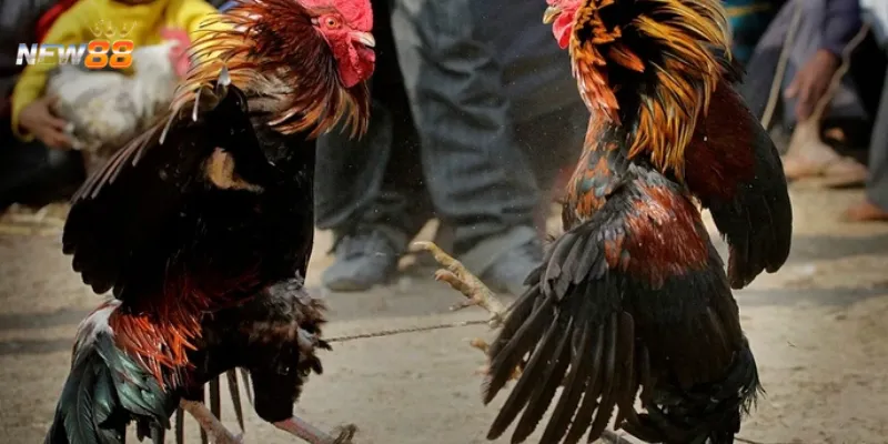 Chiến lược cá cược Đá Gà Siêu Hạng để đạt được thành công