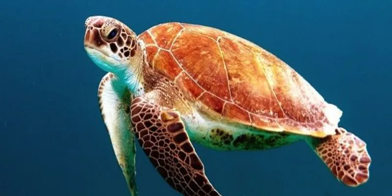 Những giấc mơ về rùa thường gặp được tổng hợp từ chuyên gia 2025