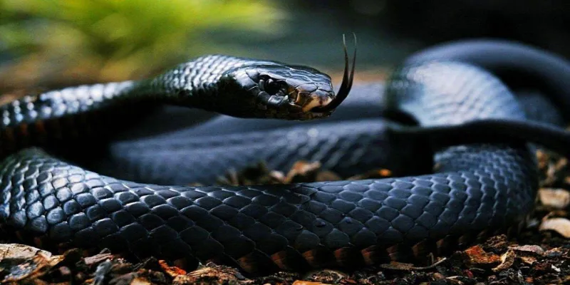 Khám phá các con số tài lộc khi ngủ mơ nhìn thấy rắn