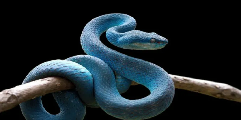 Giải mã chi tiết ý nghĩa của từng giấc chiêm bao thấy rắn