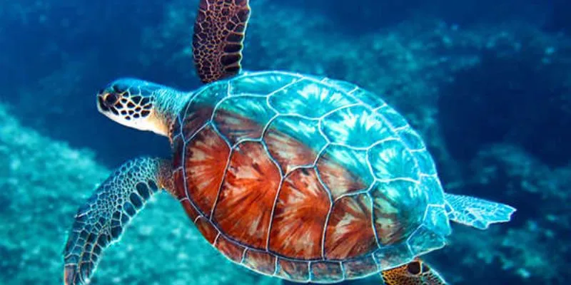 Con số lô đề liên quan đến giấc mơ về con rùa tại nhà cái mới nhất 2025