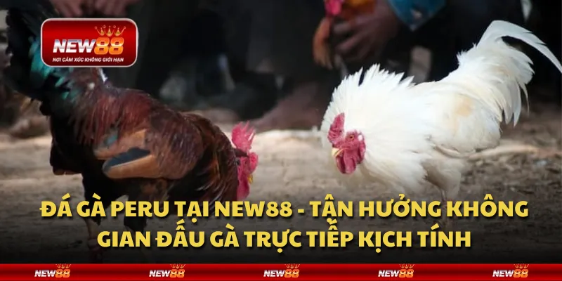 Đá gà Peru tại New88 - Tận hưởng không gian đấu gà trực tiếp kịch tính