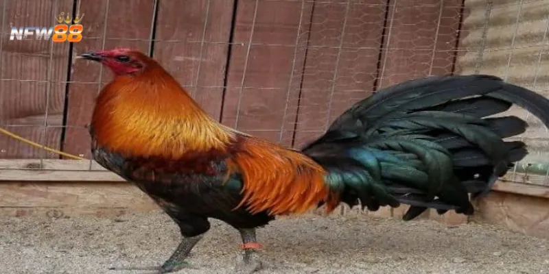 Khám phá trò chơi đá gà Peru tại New88