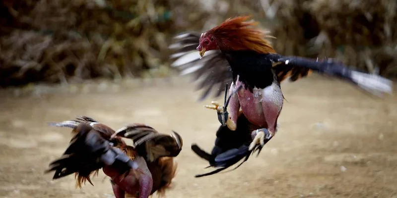 Tìm hiểu chi tiết về định nghĩa của cá cược đá gà cựa dao trực tuyến 2025