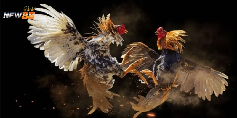 Khái quát về đá gà Thomo