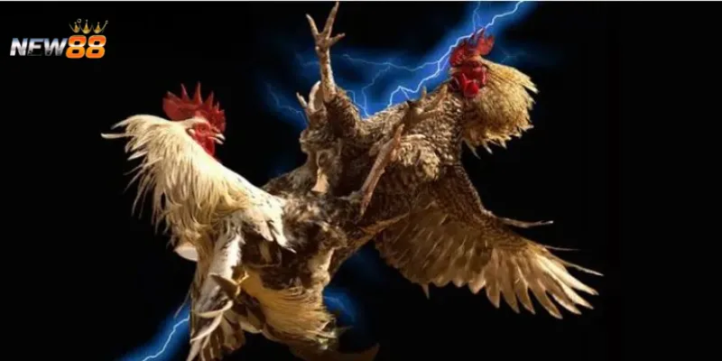 Làm sao để nhận biết kèo thơm trong đá gà Thomo?