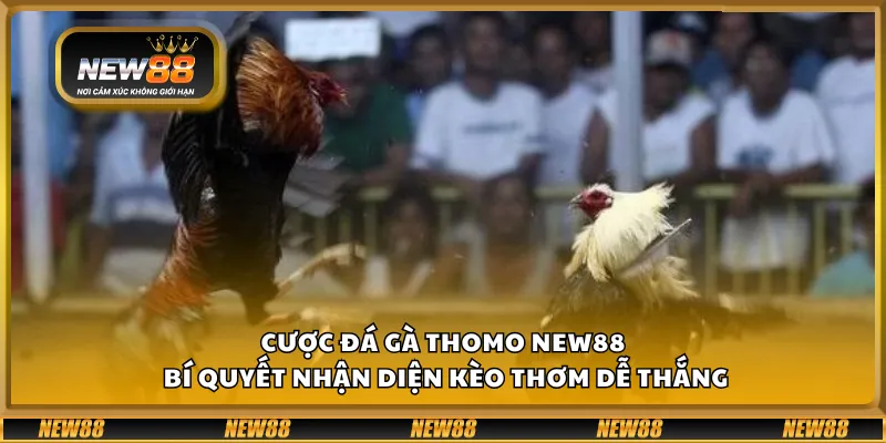Cược đá gà Thomo New88 – Bí quyết nhận diện kèo thơm dễ thắng